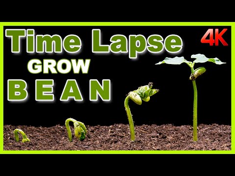 Growing Bean Time Lapse 10 days