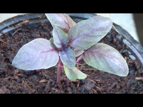 download lagu mp3 mp4 Red Basil Plant, download lagu Red Basil Plant gratis, unduh video klip Red Basil Plant