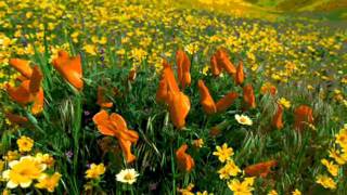 Bethany Dillon - New