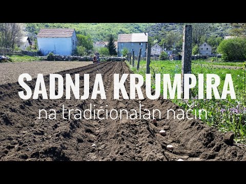 Sadnja KRUMPIRA na TRADICIONALNI način