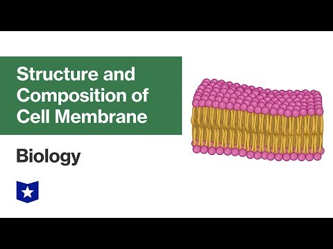Structure and Composition of Cell Membrane | Biology