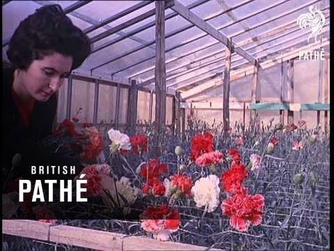 Out Takes / Cuts From Cp 479 - San Remo (1964)