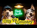 Farm Dog Explains Life to a City Dog | Funny Dog Podcast | Paws On Air