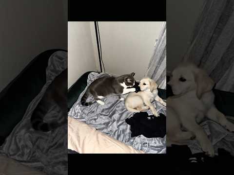 OMG 😹🐶 #alikmilan