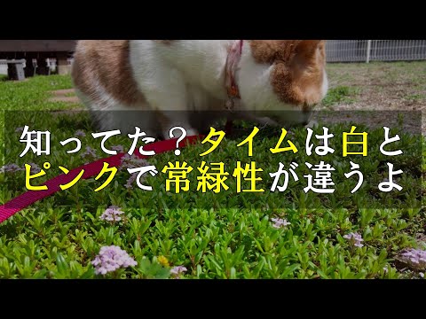 園芸 横たわるワイルドタイム、アーリータイム