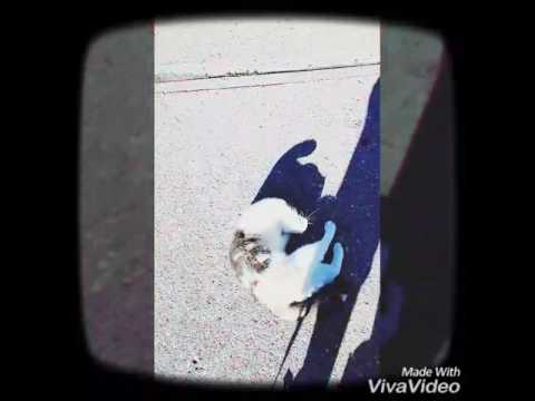 Public transit adventure/buskerfest| J.Rocalot vlogs episode #17