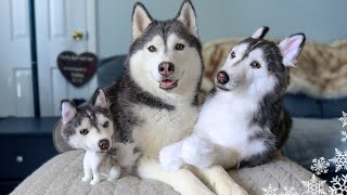 My Dog's Clones Are Here! (And They're Adorable)