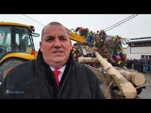 Înaltarea Bradului de Crăciun la Dumbrăvița