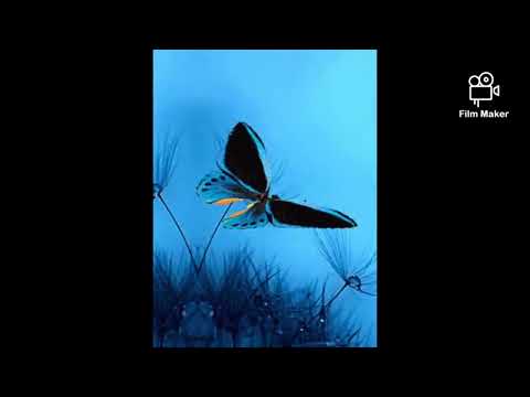 Kurt, intocable - Te dejo libre