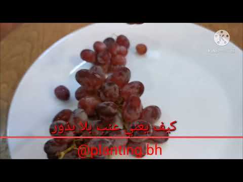 , title : 'عنب بلا بذور  seedless grapes'