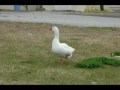 Little white duck - Danny Kaye 