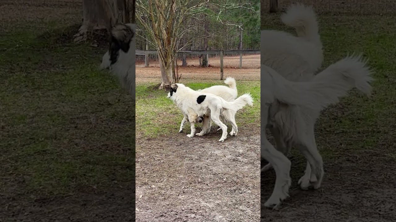 Enlarge Snowflake in GA - Loves Snuggles & Popcorn!, an adopted Great Pyrenees in Valdosta, GA video 4/4