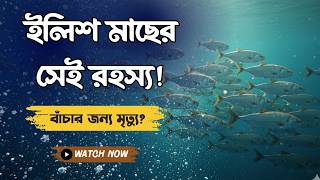 ইলিশের এই আত্মঘাতী যাত্রার আসল রহস্য! | Hilsa Fish Mystery Explained