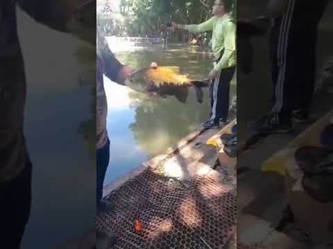 Meu Tambaqui  no @RicosPesquePague  em Guapó Goiás #pescaria #pesca #fishing #peixesamazonicos