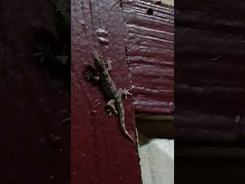 Thai lizard(Tukkae), Udon thani Thailand