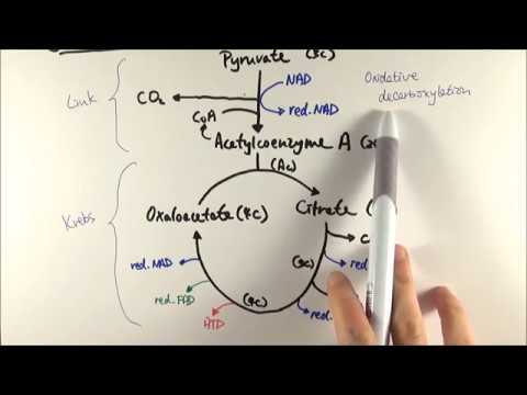 A2 Biology - Aerobic respiration stages 2-3: Link reaction + Krebs cycle (OCR A Chapter 18.2-3)
