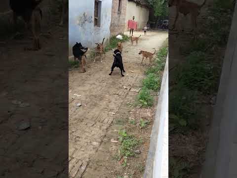 German Shepherd and Labradors vs 4 street dogs fight #dog #fight #shorts #viral