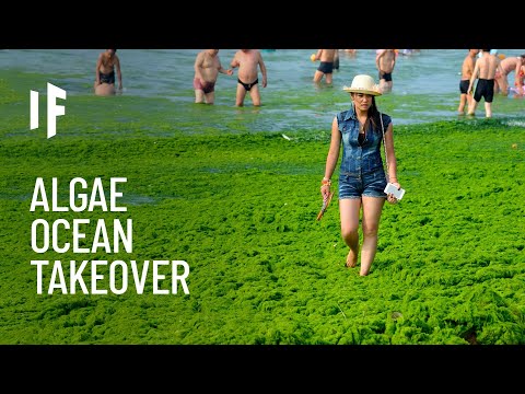 如果海藻接管了海洋會怎樣？ (What If Algae Took Over the Oceans?)