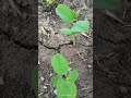 Status Soybean Sorts