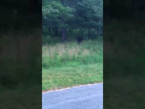 Bear in the Big Meadows Campground, near the showers parking lot. 