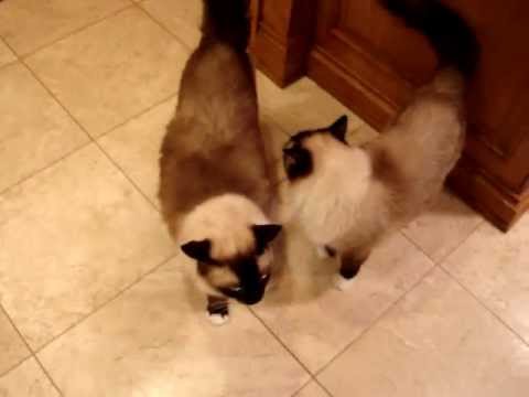 Ragdoll Cats Eat Whole Life Pet Products - ラグドール - Floppycats