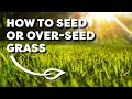 How to Seed or Over-Seed Grass