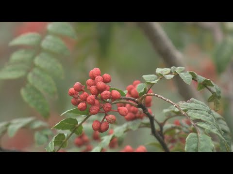 園芸 四川山椒の栽培と維持