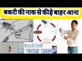 Nojal Warm बकरी Goat के छीँकने से नाक से कीड़े ब�