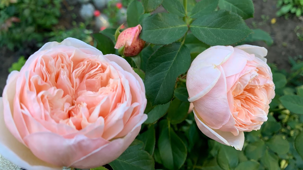 Роза Александрин ( Rose Alexandrine ) Meilland Франция 9 сентября 2021 г.