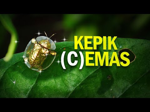 Kepik Emas pada Kemana Mas? #AlamSemenit