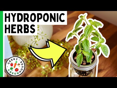 Growing Herbs in Hydroponics (Using Ball Jars) - Geeky Greenhouse