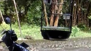 Download lagu Kenari Termahal Bisa Ngomong mp3 Download lagu Kenari Termahal Bisa Ngomong mp3