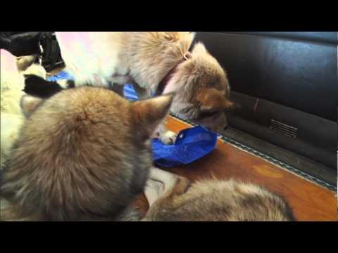 Flying Wild Alaska - Iditarod honden