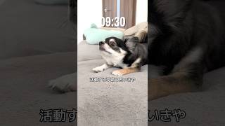 犬との暮らしはこんなもん。  #犬との暮らし #chihuahua #dog