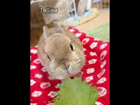 half life (0.2.5) (no effort) #halflife #halflife1