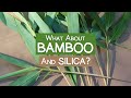 What About Bamboo? Is It a Good Source of Silica?