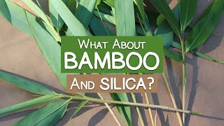 What About Bamboo? Is It a Good Source of Silica?