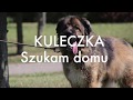 Kuleczka 2294/16
