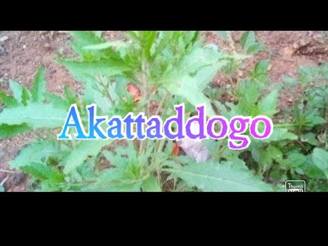 Omuddo guno guyitibwa akattaddogo oba kawunyila bweeguti bwegufaanana @SSENGABIROOTONEDDAGALA