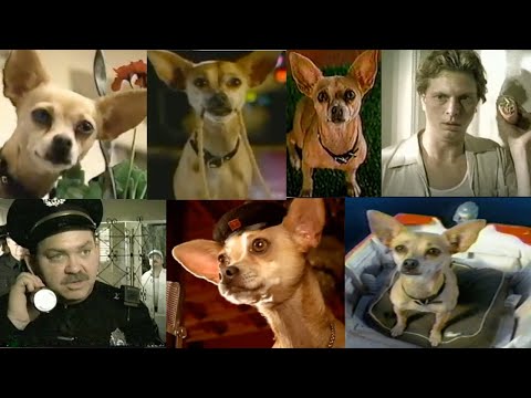 Taco Bell Chihuahua Commercials Compilation All Taco Bell Dog Ads Review