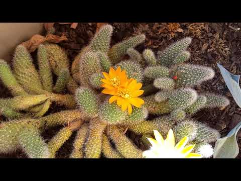 la bellezza delle cose piccole compensa la grandezza dell'inferno