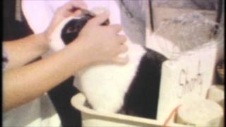 Shadowy Men On A Shadowy Planet - "Music For Pets"