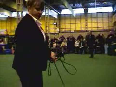 Wyrefare Prince Naseem