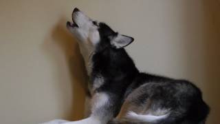 Mishka the Husky sings "Big Bad Wolf" by Duck Sauce