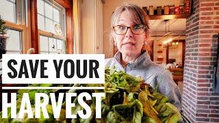 Keep Salad Greens Fresh for a Month | Works for Store Bought Lettuce Too!