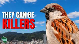 5 Things You Didn't Know About House Sparrows!