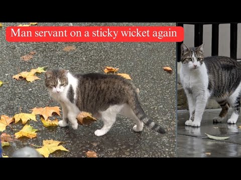 Larry, The Downing Street Cat - Man servant on a sticky wicket again!