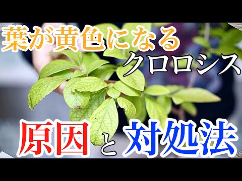 ズッキーニの苗が黄色いのはなぜですか?葉が黄色くなる5つの一般的な原因とその対処法  庭園