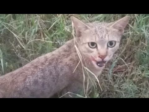 Dog Barking On Cat | Cat Video || Pichnand | Aashiq Noor