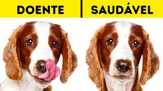 10 Warning Signs That Indicate Your Pet Needs Help